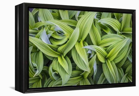 USA. Washington State. False Hellebore leaves in abstract patterns.-Gary Luhm-Framed Premier Image Canvas