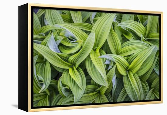 USA. Washington State. False Hellebore leaves in abstract patterns.-Gary Luhm-Framed Premier Image Canvas