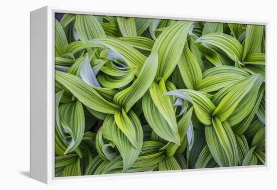 USA. Washington State. False Hellebore leaves in abstract patterns.-Gary Luhm-Framed Premier Image Canvas