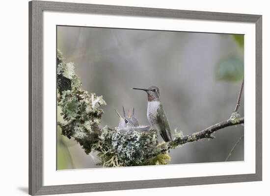 USA. Washington State. female Anna's Hummingbird at cup nest with chicks.-Gary Luhm-Framed Premium Photographic Print