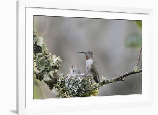 USA. Washington State. female Anna's Hummingbird at cup nest with chicks.-Gary Luhm-Framed Premium Photographic Print