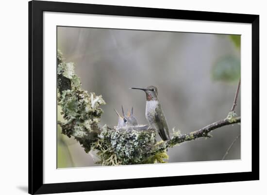 USA. Washington State. female Anna's Hummingbird at cup nest with chicks.-Gary Luhm-Framed Premium Photographic Print