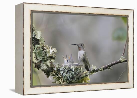 USA. Washington State. female Anna's Hummingbird at cup nest with chicks.-Gary Luhm-Framed Premier Image Canvas