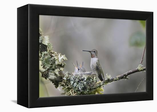 USA. Washington State. female Anna's Hummingbird at cup nest with chicks.-Gary Luhm-Framed Premier Image Canvas