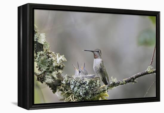 USA. Washington State. female Anna's Hummingbird at cup nest with chicks.-Gary Luhm-Framed Premier Image Canvas