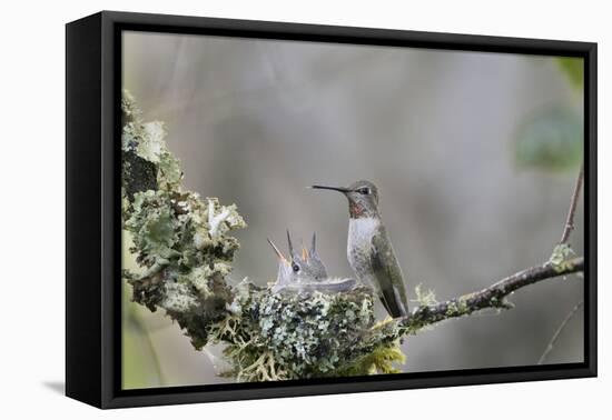 USA. Washington State. female Anna's Hummingbird at cup nest with chicks.-Gary Luhm-Framed Premier Image Canvas