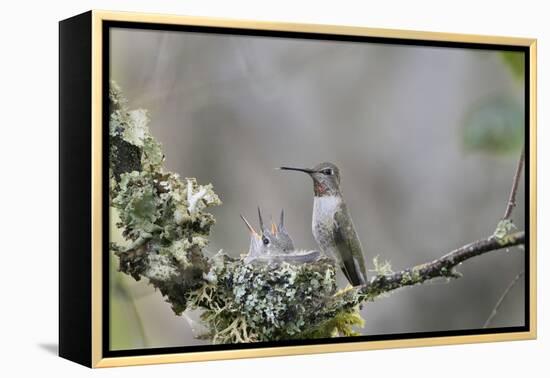 USA. Washington State. female Anna's Hummingbird at cup nest with chicks.-Gary Luhm-Framed Premier Image Canvas