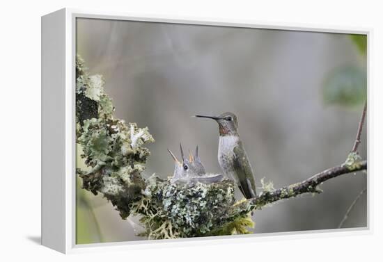 USA. Washington State. female Anna's Hummingbird at cup nest with chicks.-Gary Luhm-Framed Premier Image Canvas