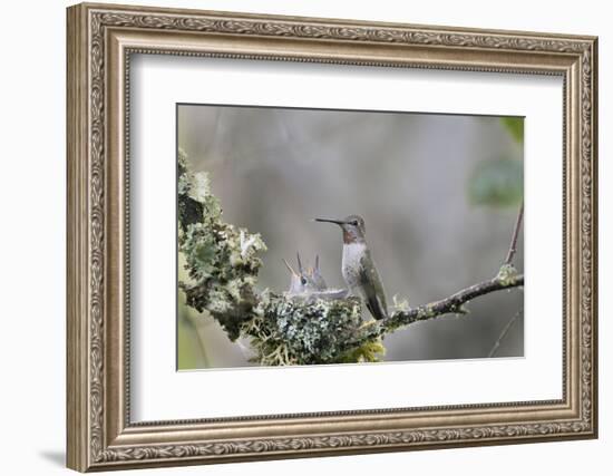 USA. Washington State. female Anna's Hummingbird at cup nest with chicks.-Gary Luhm-Framed Photographic Print