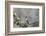 USA. Washington State. female Anna's Hummingbird at cup nest with chicks.-Gary Luhm-Framed Photographic Print