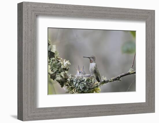 USA. Washington State. female Anna's Hummingbird at cup nest with chicks.-Gary Luhm-Framed Photographic Print