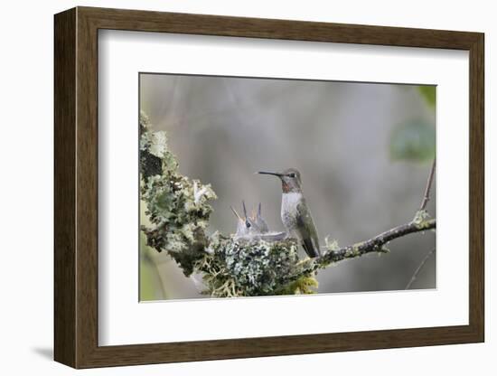 USA. Washington State. female Anna's Hummingbird at cup nest with chicks.-Gary Luhm-Framed Photographic Print