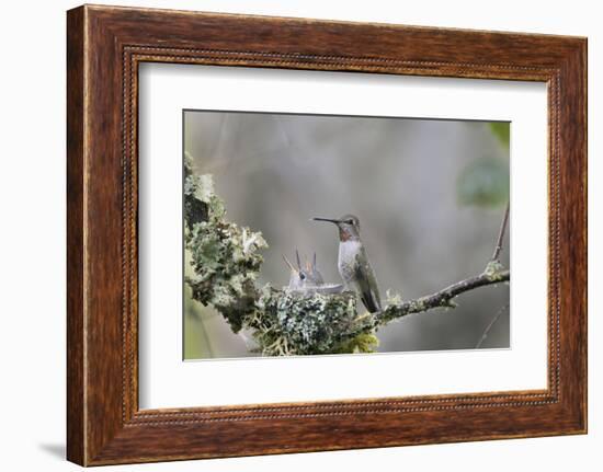 USA. Washington State. female Anna's Hummingbird at cup nest with chicks.-Gary Luhm-Framed Photographic Print