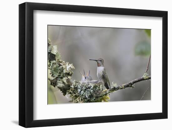 USA. Washington State. female Anna's Hummingbird at cup nest with chicks.-Gary Luhm-Framed Photographic Print