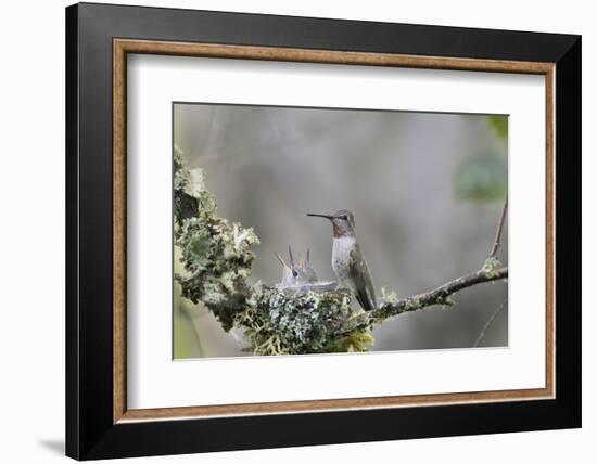 USA. Washington State. female Anna's Hummingbird at cup nest with chicks.-Gary Luhm-Framed Photographic Print