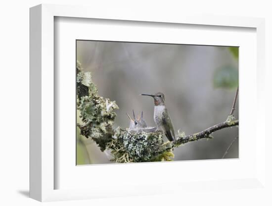 USA. Washington State. female Anna's Hummingbird at cup nest with chicks.-Gary Luhm-Framed Photographic Print