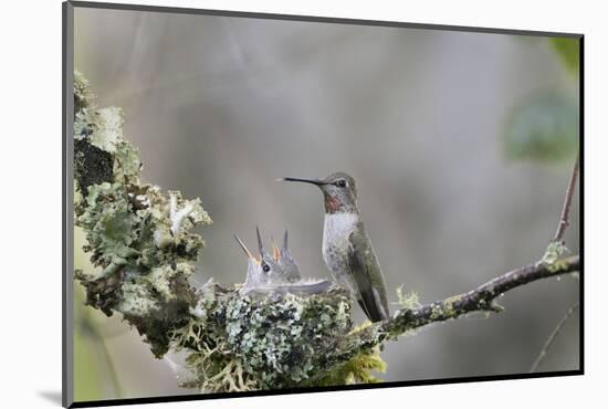 USA. Washington State. female Anna's Hummingbird at cup nest with chicks.-Gary Luhm-Mounted Photographic Print