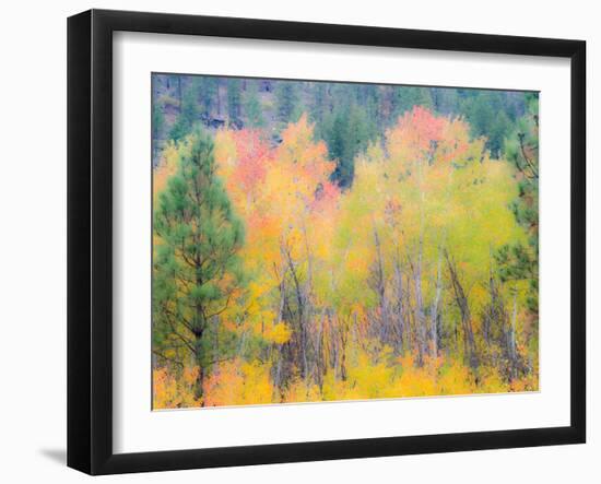USA, Washington State, Ferry County. Aspen trees in the fall.-Julie Eggers-Framed Photographic Print