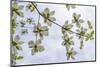 USA, Washington State, Gifford Pinchot National Forest. Pacific dogwood limbs and flowers.-Jaynes Gallery-Mounted Photographic Print