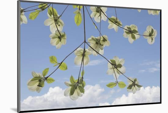 USA, Washington State, Gifford Pinchot National Forest. Pacific dogwood limbs and flowers.-Jaynes Gallery-Mounted Photographic Print