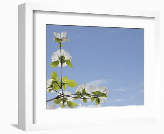 USA, Washington State, Gifford Pinchot National Forest. Pacific dogwood limbs and flowers.-Jaynes Gallery-Framed Photographic Print