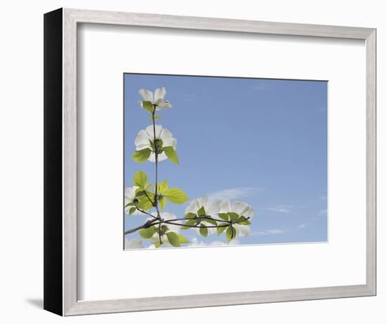 USA, Washington State, Gifford Pinchot National Forest. Pacific dogwood limbs and flowers.-Jaynes Gallery-Framed Photographic Print