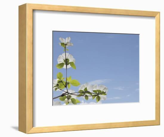 USA, Washington State, Gifford Pinchot National Forest. Pacific dogwood limbs and flowers.-Jaynes Gallery-Framed Photographic Print