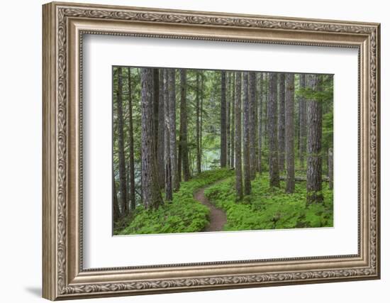 USA, Washington State, Gifford Pinchot National Forest. Trail and forest.-Jaynes Gallery-Framed Photographic Print