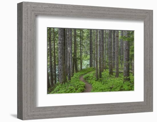 USA, Washington State, Gifford Pinchot National Forest. Trail and forest.-Jaynes Gallery-Framed Photographic Print