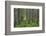 USA, Washington State, Gifford Pinchot National Forest. Trail and forest.-Jaynes Gallery-Framed Photographic Print