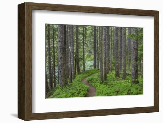 USA, Washington State, Gifford Pinchot National Forest. Trail and forest.-Jaynes Gallery-Framed Photographic Print