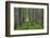 USA, Washington State, Gifford Pinchot National Forest. Trail and forest.-Jaynes Gallery-Framed Photographic Print