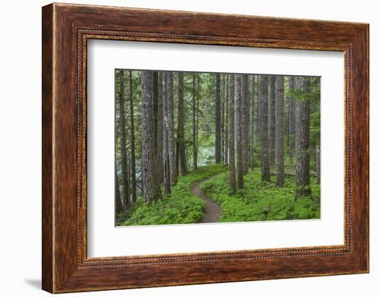 USA, Washington State, Gifford Pinchot National Forest. Trail and forest.-Jaynes Gallery-Framed Photographic Print