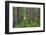 USA, Washington State, Gifford Pinchot National Forest. Trail and forest.-Jaynes Gallery-Framed Photographic Print