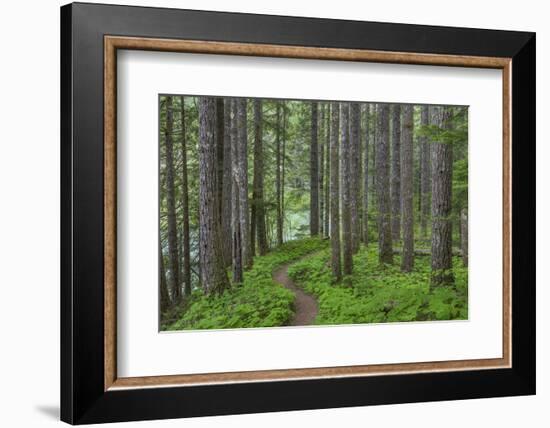 USA, Washington State, Gifford Pinchot National Forest. Trail and forest.-Jaynes Gallery-Framed Photographic Print