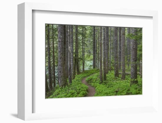 USA, Washington State, Gifford Pinchot National Forest. Trail and forest.-Jaynes Gallery-Framed Photographic Print