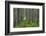 USA, Washington State, Gifford Pinchot National Forest. Trail and forest.-Jaynes Gallery-Framed Photographic Print