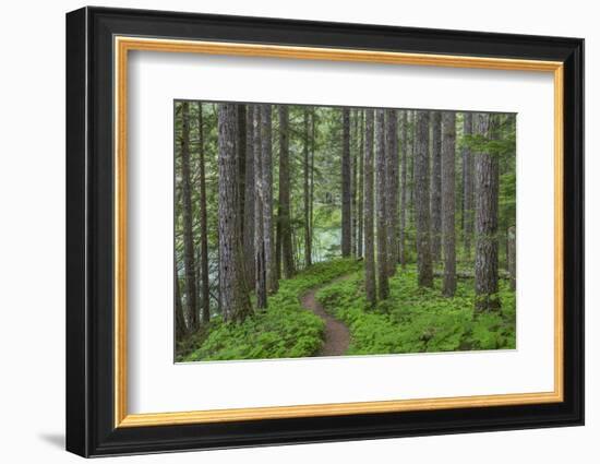 USA, Washington State, Gifford Pinchot National Forest. Trail and forest.-Jaynes Gallery-Framed Photographic Print