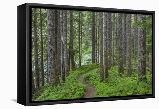 USA, Washington State, Gifford Pinchot National Forest. Trail and forest.-Jaynes Gallery-Framed Premier Image Canvas