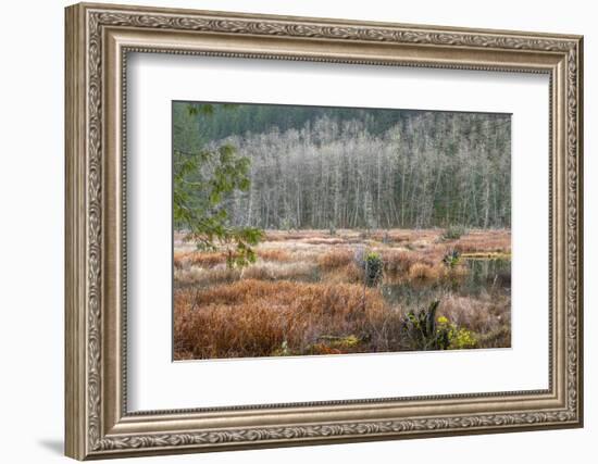 USA, Washington State, Gold Creek Beaver Pond. Winter panoramic of marsh and forest.-Jaynes Gallery-Framed Photographic Print