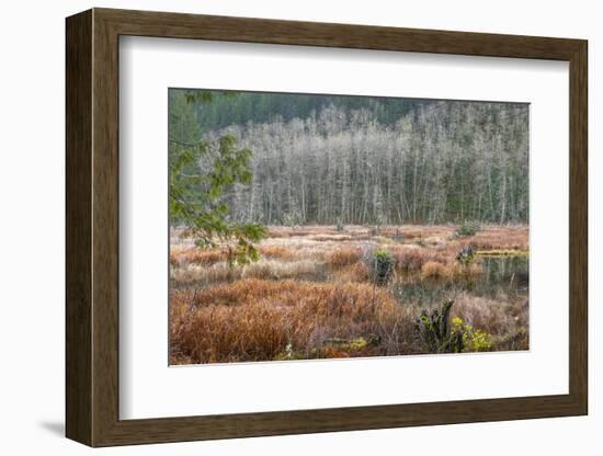 USA, Washington State, Gold Creek Beaver Pond. Winter panoramic of marsh and forest.-Jaynes Gallery-Framed Photographic Print