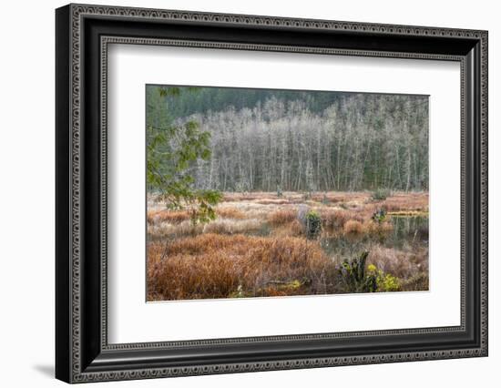 USA, Washington State, Gold Creek Beaver Pond. Winter panoramic of marsh and forest.-Jaynes Gallery-Framed Photographic Print