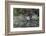 USA, Washington State. Group of Wood Ducks (Aix sponsa) perch on a log in Union Bay in Seattle.-Gary Luhm-Framed Photographic Print