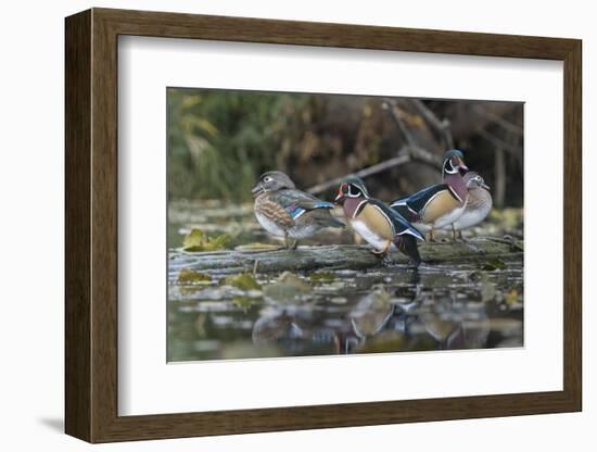USA, Washington State. Group of Wood Ducks (Aix sponsa) perch on a log in Union Bay in Seattle.-Gary Luhm-Framed Photographic Print