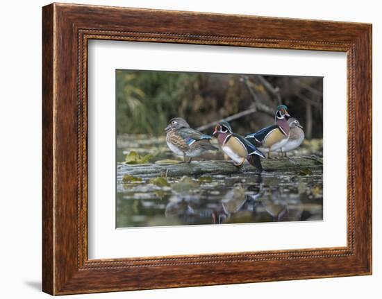 USA, Washington State. Group of Wood Ducks (Aix sponsa) perch on a log in Union Bay in Seattle.-Gary Luhm-Framed Photographic Print