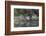 USA, Washington State. Group of Wood Ducks (Aix sponsa) perch on a log in Union Bay in Seattle.-Gary Luhm-Framed Photographic Print