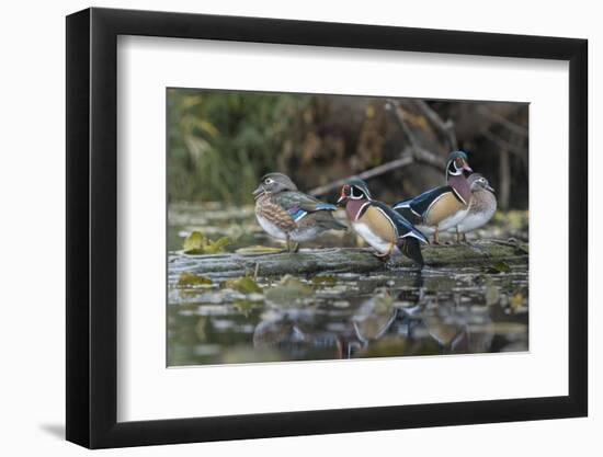 USA, Washington State. Group of Wood Ducks (Aix sponsa) perch on a log in Union Bay in Seattle.-Gary Luhm-Framed Photographic Print