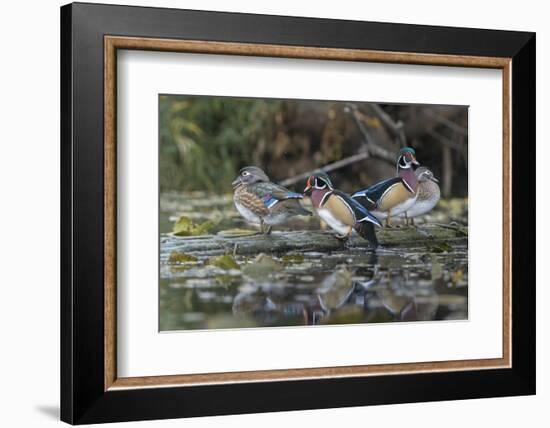 USA, Washington State. Group of Wood Ducks (Aix sponsa) perch on a log in Union Bay in Seattle.-Gary Luhm-Framed Photographic Print