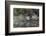 USA, Washington State. Group of Wood Ducks (Aix sponsa) perch on a log in Union Bay in Seattle.-Gary Luhm-Framed Photographic Print