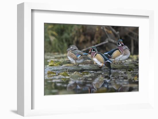 USA, Washington State. Group of Wood Ducks (Aix sponsa) perch on a log in Union Bay in Seattle.-Gary Luhm-Framed Photographic Print